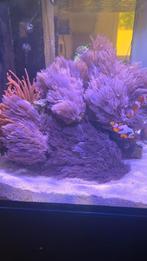 Koraal Pulsing xenia, Dieren en Toebehoren, Vissen | Aquaria en Toebehoren, Ophalen, Zo goed als nieuw, Plant(en), Steen of Hout