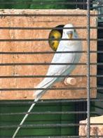 7 grasparkieten te koop met kooi, Meerdere dieren, Parkiet, Geringd