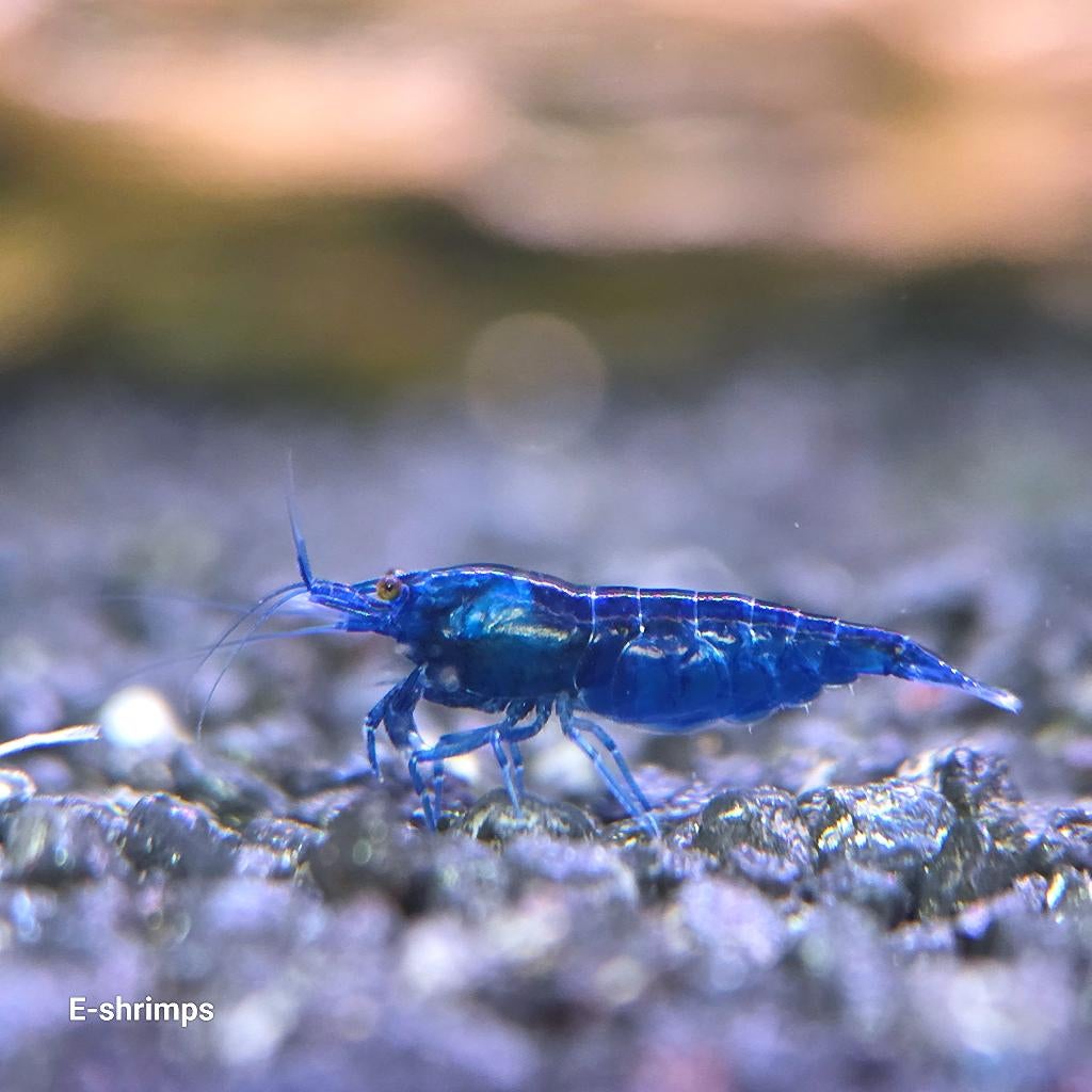 ☑️Diverse hobbykweek Neocaridina-garnalen Verzenden/afhalen, Kreeft, Krab of Garnaal, Zoetwatervis, Schoolvis