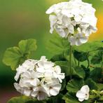 Geraniums ...🐝🌼🌸..2 + 1 Gratis.....voor, Tuin en Terras, Planten | Tuinplanten, Ophalen