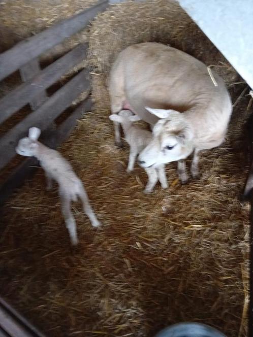 schaap met 2 lammeren, Dieren en Toebehoren, Schapen, Geiten en Varkens, Schaap, Vrouwelijk