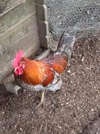 Araucana, Dieren en Toebehoren, Mannelijk, Kip