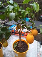 citroenboom, Ophalen, Minder dan 100 cm