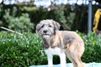Medium kruising pup teefje 4 maanden, Dieren en Toebehoren, Particulier, Rabiës (hondsdolheid), 15 weken tot 1 jaar, Buitenland