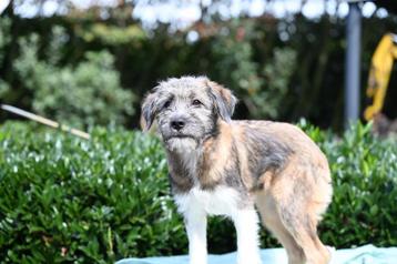 Medium kruising pup teefje 4 maanden beschikbaar voor biedingen