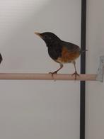 2-0 Zwartborst lijster, Dieren en Toebehoren, Vogels | Overige Vogels, Meerdere dieren, Tropenvogel, Geringd