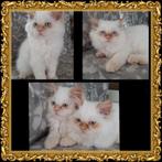Perzische red point kittens pers Perzisch met stamboom     l, Dieren en Toebehoren, Kater, Gechipt, 0 tot 2 jaar