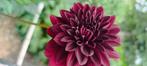 Dahlia Arabian Night, Ophalen, Volle zon, Knol