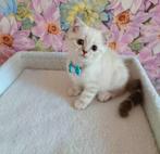 Prachtige kittens zilveren chinchilla, Dieren en Toebehoren, Katten en Kittens | Raskatten | Korthaar, Meerdere dieren, Gechipt