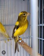 Gezocht: Pop Raza Espanogla, Vrouwelijk