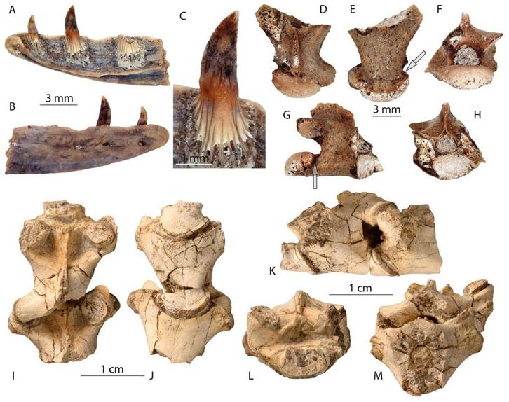Varaan kaakdeeltje met werveltjes, Verzamelen, Mineralen en Fossielen, Fossiel, Ophalen of Verzenden