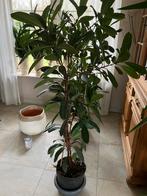 Kamerplant ficus 1.70 hoog, Huis en Inrichting, Ophalen of Verzenden, Ficus, Halfschaduw, Minder dan 100 cm