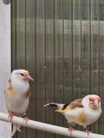 Bont Putter, Dieren en Toebehoren, Vogels | Overige Vogels