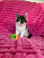 Prachtige, lieve, grote Maine coon kittens met stamboom!, Meerdere dieren, Gechipt, 0 tot 2 jaar