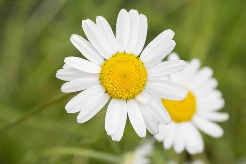 Roomse Kamille (Chamaemelum nobile), Tuin en Terras, Planten | Tuinplanten, Overige soorten, Zomer, Verzenden