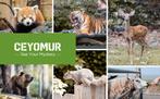 CEYOMUR CY55, Jachtcamera, 20 MP 1080 P, Ophalen of Verzenden, Nieuw, Overige merken