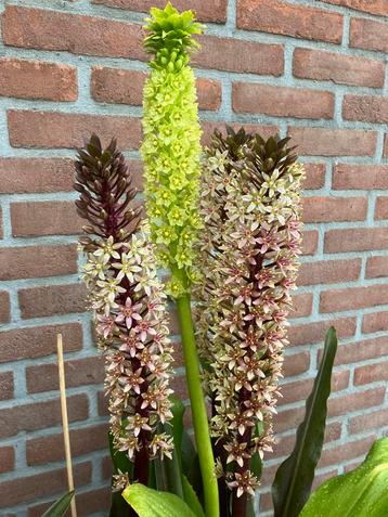 Eucomis pole-evansii wit/Eucomis Sparkling Burgundi rose beschikbaar voor biedingen