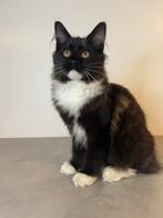 Maine Coon kittens stamboom paspoort ouders getest chip etc, Dieren en Toebehoren, Poes, Gechipt, 0 tot 2 jaar