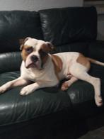 Thiago Amerikaanse bulldog dek reu, Dieren en Toebehoren, Nederland, Reu, Parvo, Meerdere