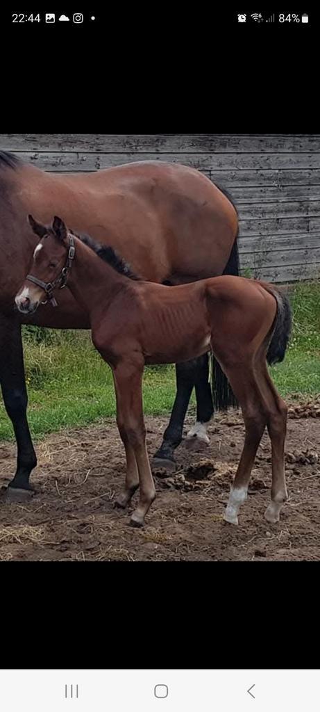 Dressuurpaarden, Dieren en Toebehoren, Paarden, Merrie, B, 165 tot 170 cm, 3 tot 6 jaar, Dressuurpaard, Met stamboom, Gechipt