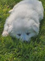 Super mooie, lieve witte herder pups te koop, Dieren en Toebehoren, CDV (hondenziekte), 8 tot 15 weken, Meerdere, Meerdere dieren