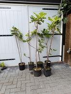 Vijgen rassen ficus carica, Ophalen, Overige soorten
