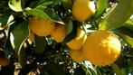 Citrus Yuzu, bio, Volle zon, Vaste plant, Ophalen of Verzenden, Zomer