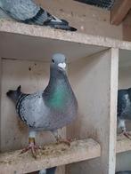 Duivin 2024, Dieren en Toebehoren, Vrouwelijk, Postduif