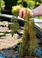 Gevraagd zuurstofplanten voor vijver, Ophalen
