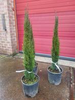 Cupressus sempervirens scherp geprijsd, Ophalen of Verzenden, Overige soorten, Volle zon