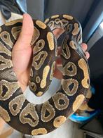 ball python, Dieren en Toebehoren, Reptielen en Amfibieën, Slang, Tam, 3 tot 6 jaar