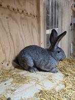 Vlaamsereus ram, Dieren en Toebehoren, Mannelijk, Groot