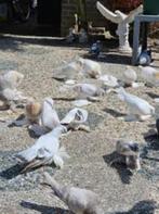 Turkse Takla Tuimelaar duiven, Dieren en Toebehoren, Vogels | Duiven, Meerdere dieren, Tuimelaar of Roller