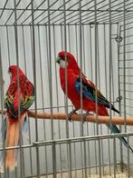 rosella mutatie,s, Dieren en Toebehoren, Vogels | Parkieten en Papegaaien, Meerdere dieren, Parkiet, Geringd