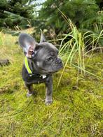 Unieke Franse Bulldog kleuren - Blue & Tan / Blue, Dieren en Toebehoren, Rabiës (hondsdolheid), 8 tot 15 weken, Teef, Bulldog