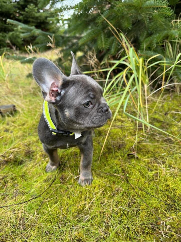 Unieke Franse Bulldog kleuren - Blue & Tan / Blue, Dieren en Toebehoren, Honden | Bulldogs, Pinschers en Molossers, Teef, Bulldog