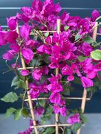 Bougainvillea 70 cm, Ophalen of Verzenden, Overige soorten