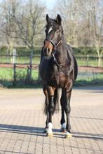 Fantastische bijna 4 jarige merrie, B, 3 tot 6 jaar, 160 tot 165 cm, Merrie