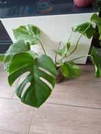 Monstera deliciosa variegata stekken, Huis en Inrichting, Kamerplanten, Ophalen of Verzenden, Halfschaduw, Minder dan 100 cm