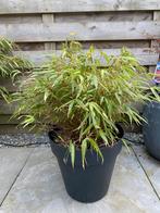 Bamboe Fargesia Rufa, Tuin en Terras, Planten | Tuinplanten, Overige soorten, Ophalen, Bloeit niet