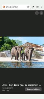 Twee kaartjes artis, Tickets en Kaartjes, Recreatie | Dierentuinen, Twee personen, Ticket of Toegangskaart