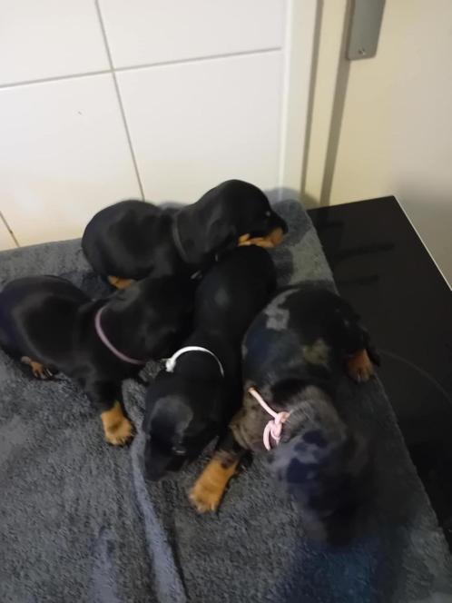mooie  teckels puppy, Dieren en Toebehoren, Honden | Teckels en Dashonden, Meerdere dieren, Korthaar, Dwerg, Particulier, Meerdere