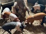 Husumer biggen, Dieren en Toebehoren, Schapen, Geiten en Varkens, Meerdere dieren, Varken, 0 tot 2 jaar
