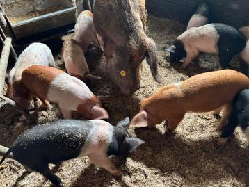 Husumer biggen mogen nest verlaten beschikbaar voor biedingen