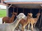 5 lieve alpaca merries te koop – inclusief drachtige merrie, Dieren en Toebehoren, Januari, Vrouwelijk