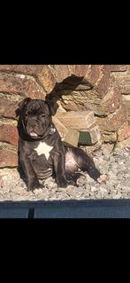 Old English Bulldog pup, Dieren en Toebehoren, Honden | Bulldogs, Pinschers en Molossers, 8 tot 15 weken, Teef, Bulldog, Eén hond