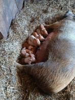 Raszuivere Husumer biggen, Dieren en Toebehoren, Schapen, Geiten en Varkens, Meerdere dieren, Varken