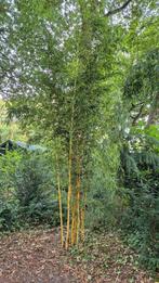 Mooie Bamboe Struiken, Tuin en Terras, Planten | Struiken en Hagen, Ophalen, Bamboe, Struik, 250 cm of meer