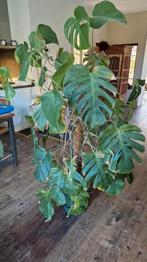 monstera grote kamerplant incl. pot, korrels en watermeter, Ophalen, Halfschaduw, Minder dan 100 cm