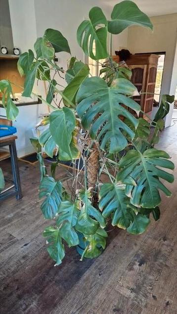 monstera grote kamerplant incl. pot, korrels en watermeter beschikbaar voor biedingen